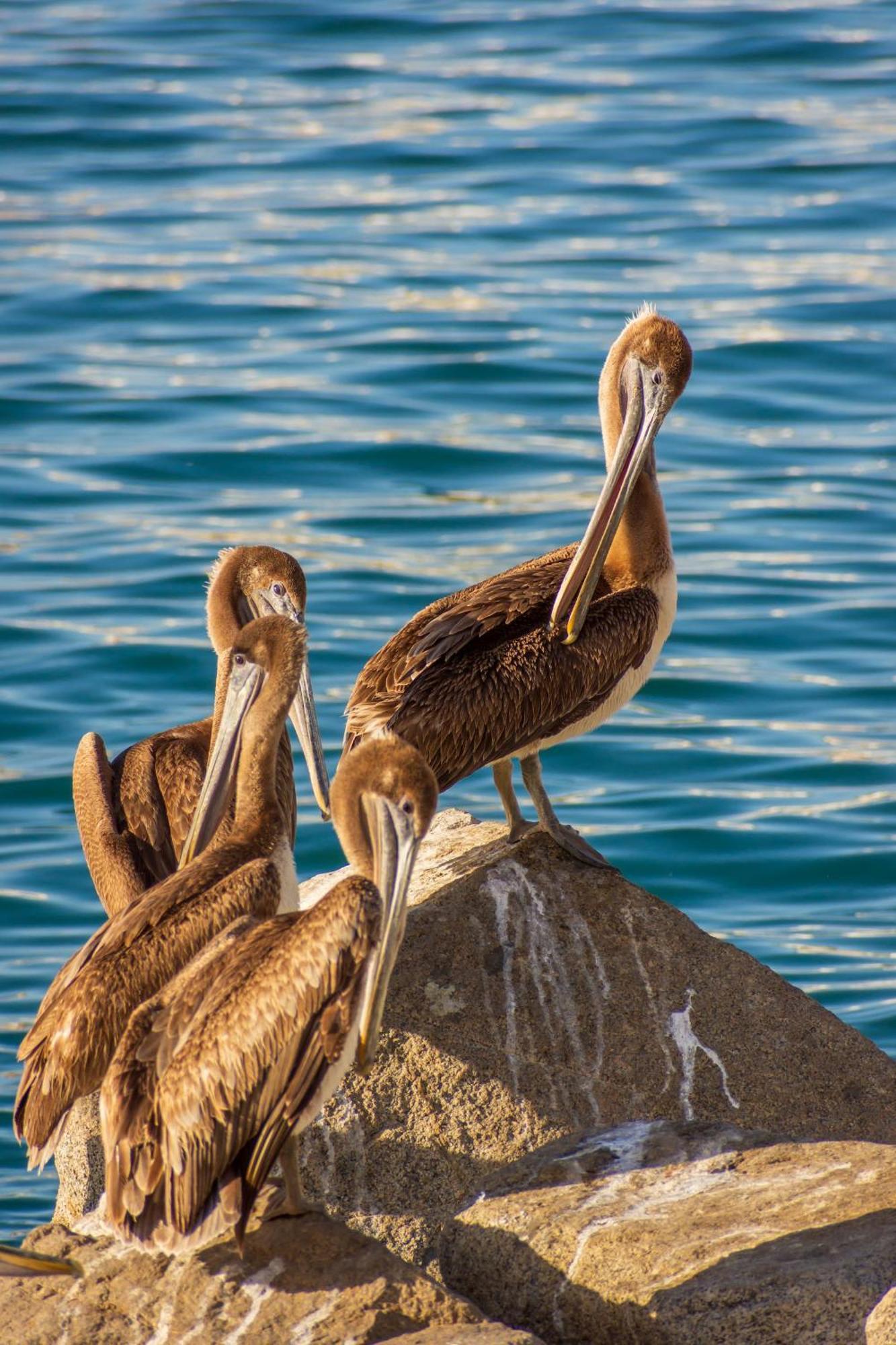 Morro Bay Beach Inn ภายนอก รูปภาพ